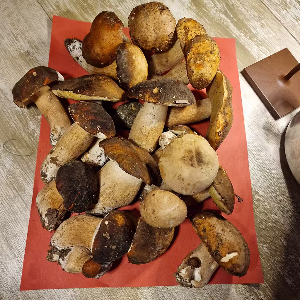 Materia prima — funghi porcini